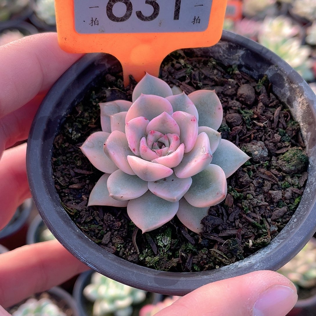 红粉佳人锦631号多肉