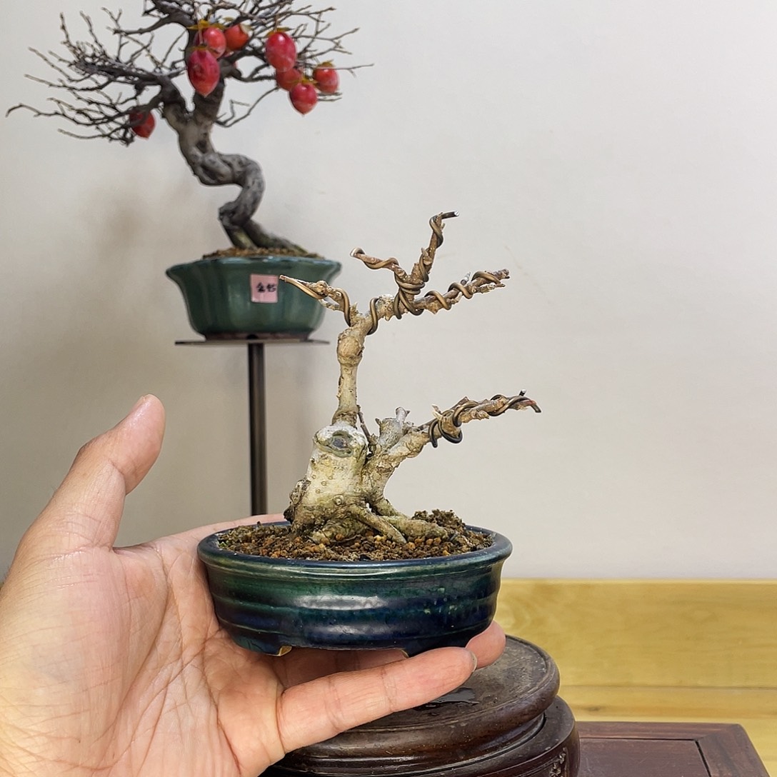 木本姬辛夷盆景盆栽