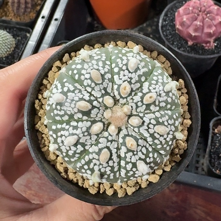 浓白兜仙人球123