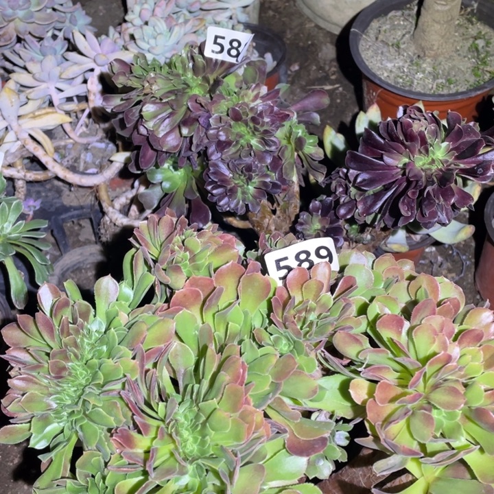 2颗法师缀化25厘米左右589