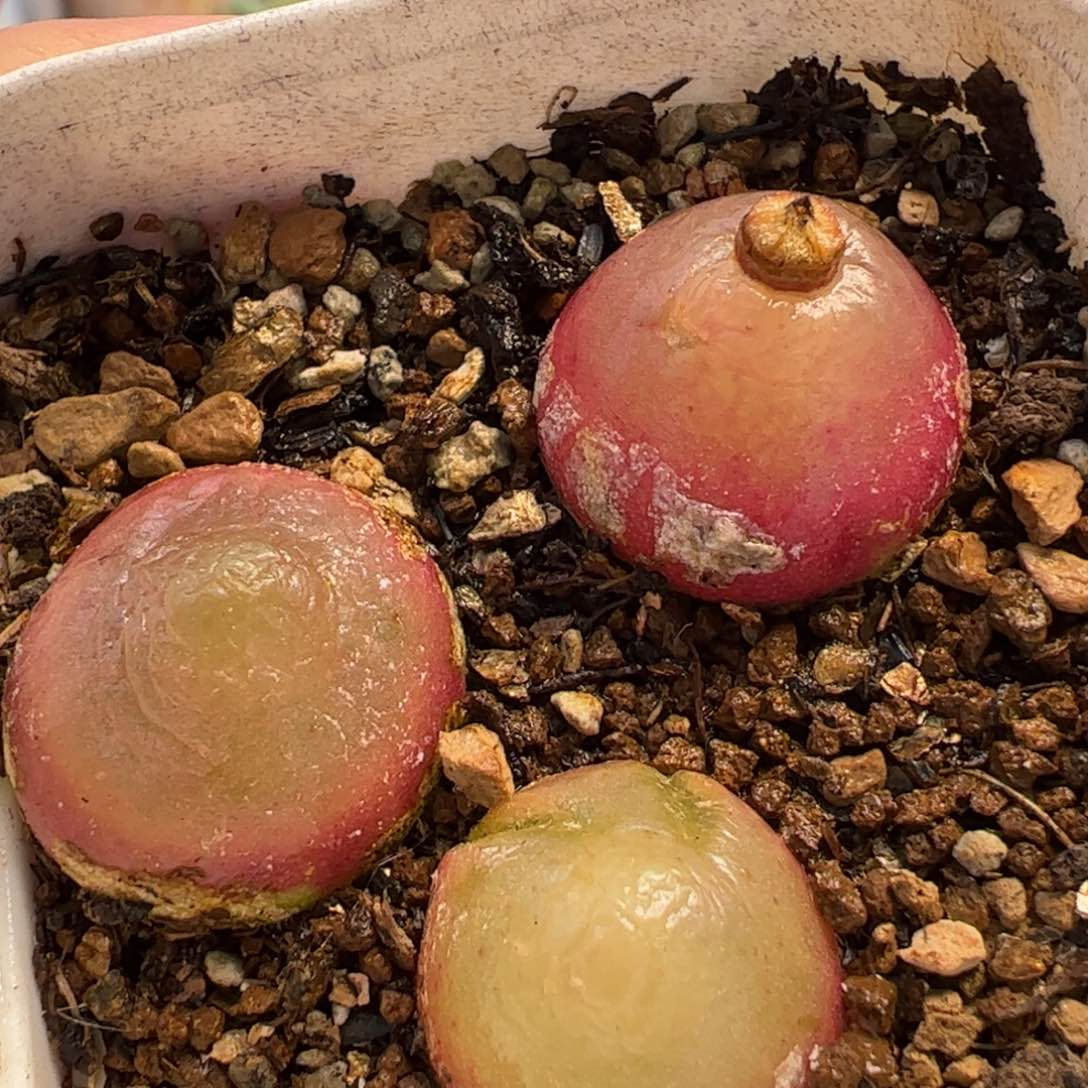 852多肉植物百科