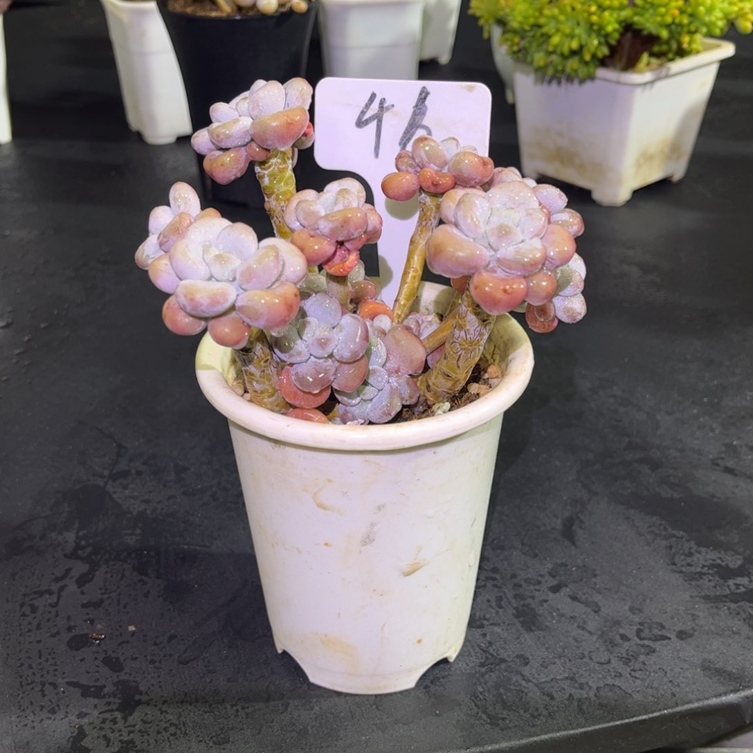 46号小曹年度一物一拍