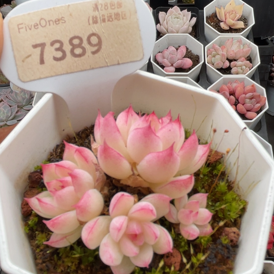 红边女王7389-5.0厘米