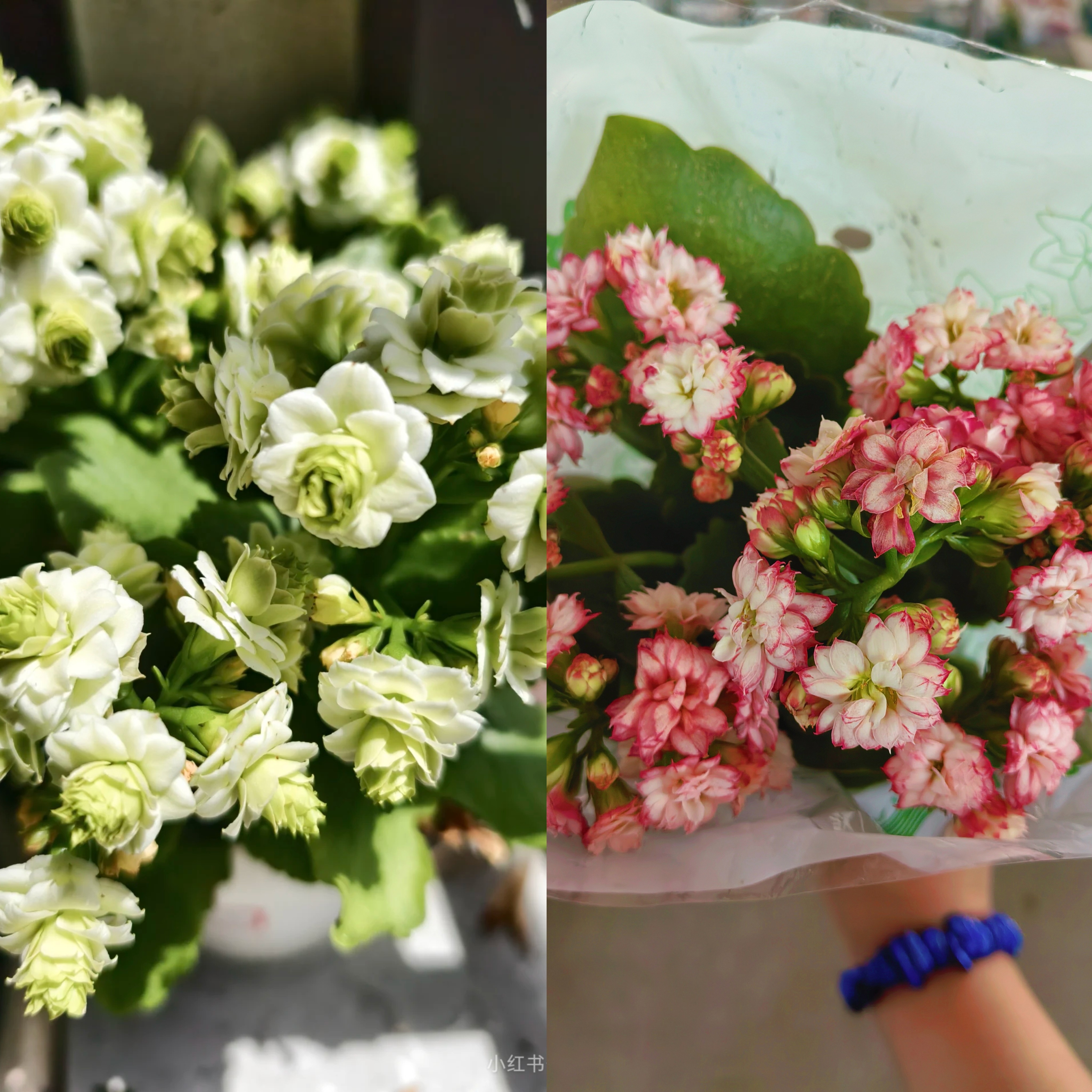 【新疆包邮】绿巴黎+流光长寿组合