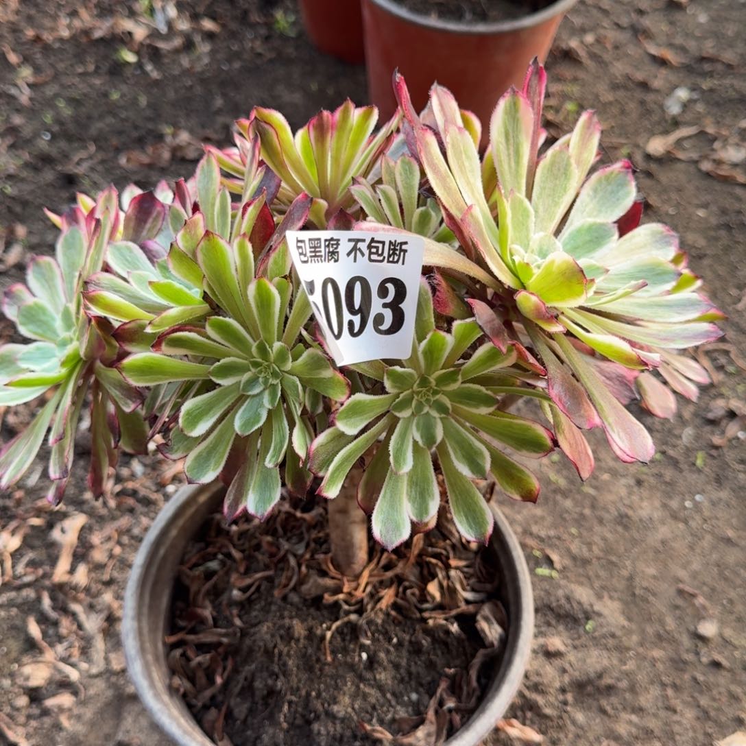 法师水墨画5093 19-37