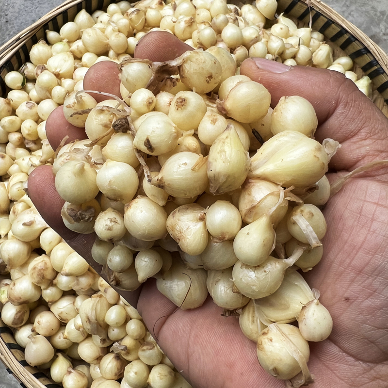 【制香人梅芷代收】苦蒜颗野葱颗贵州农村山货初级农产品包邮