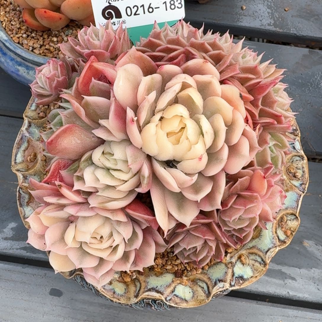 从前慢多肉精选编号0216.183