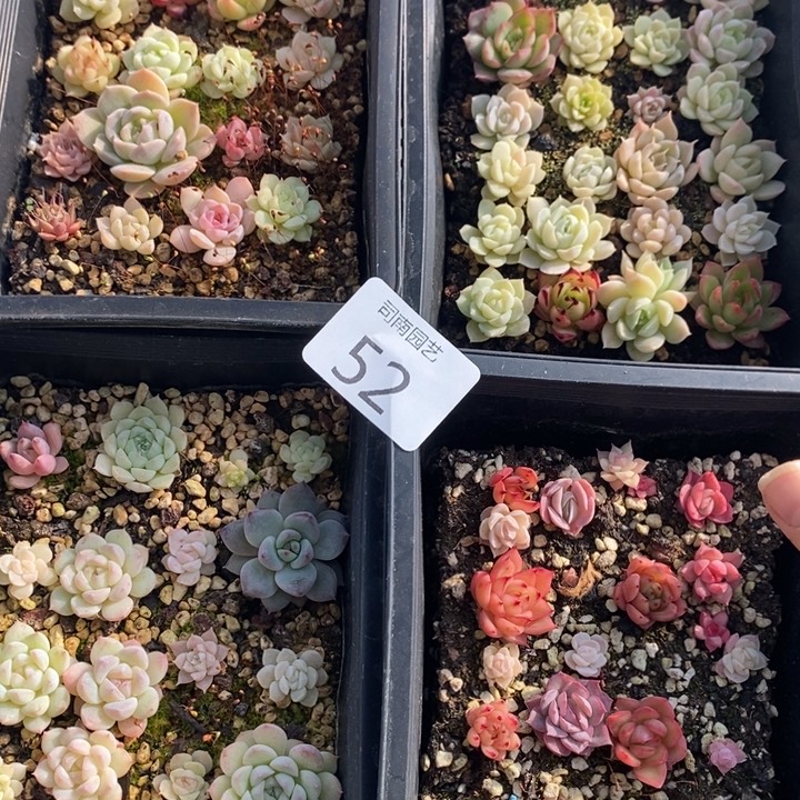 52 多肉植物盆栽花卉