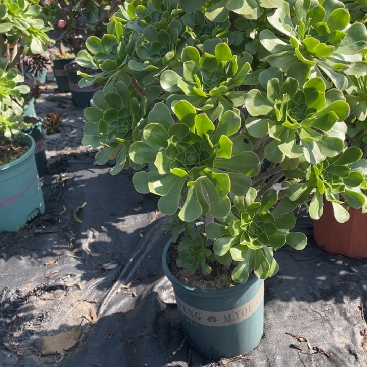 29绿圆叶多肉植物多肉多肉