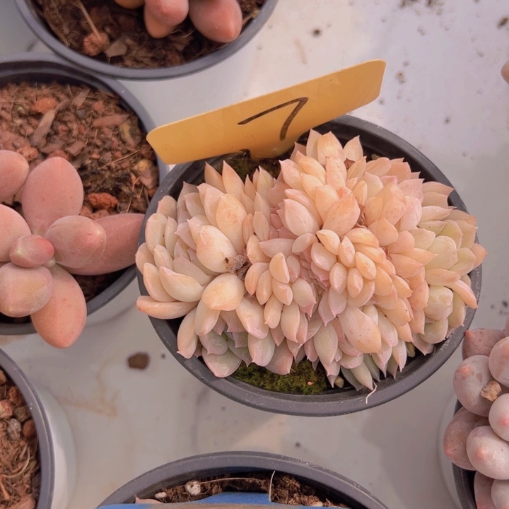 健健康康平平安安