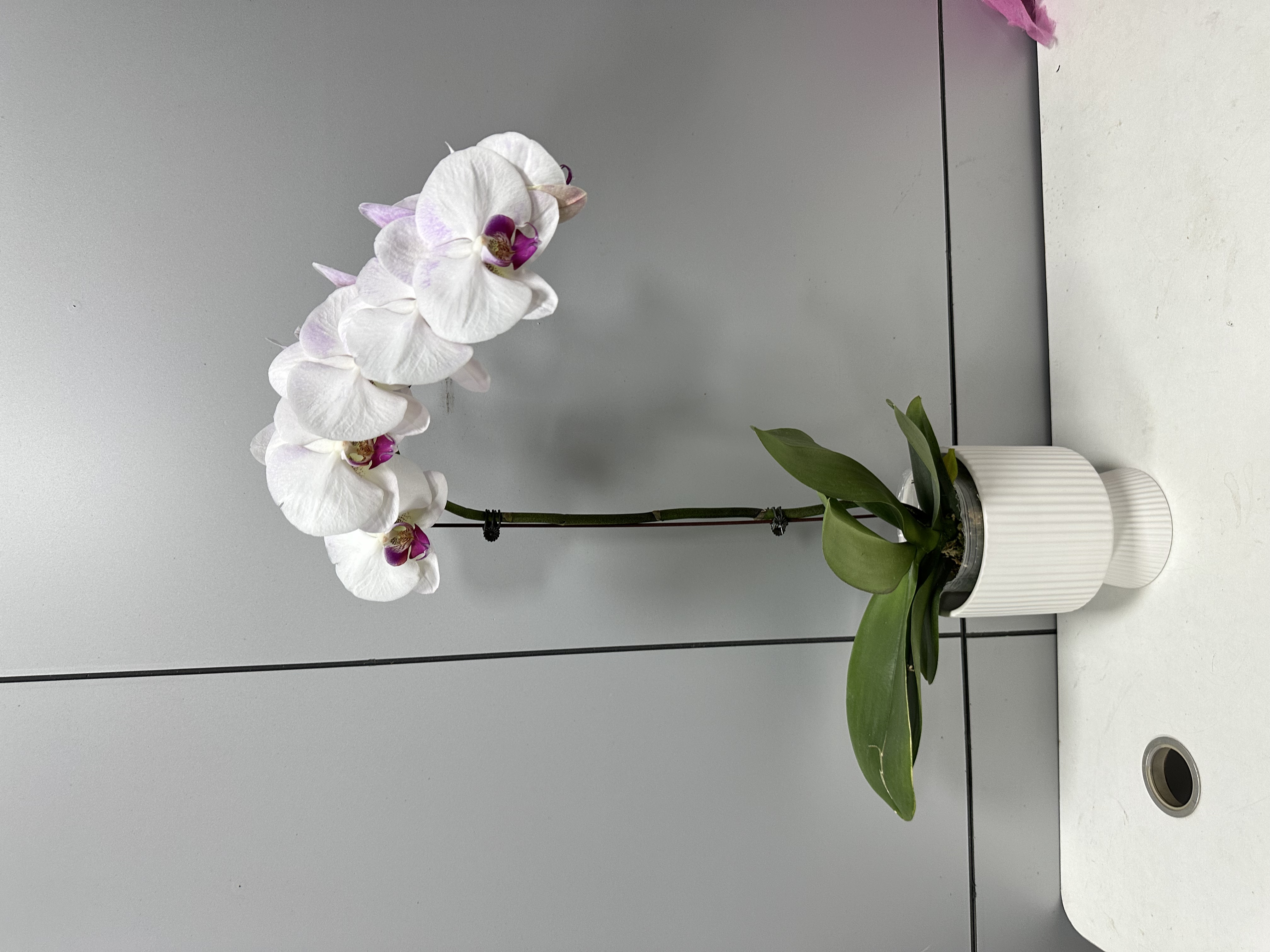 【白闪电】3.5杯 白色系蝴蝶兰