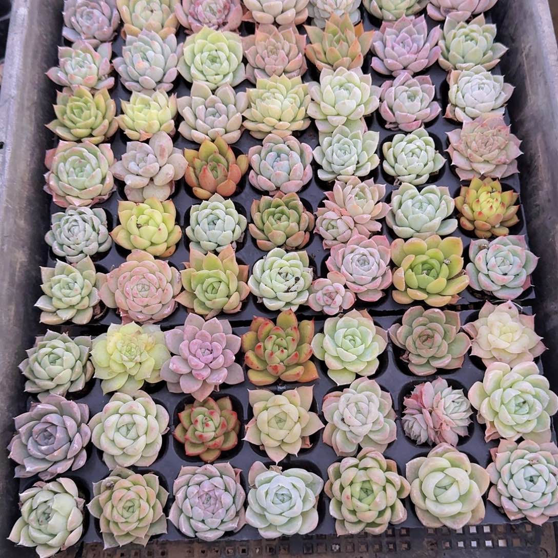 36直播福利一物一拍