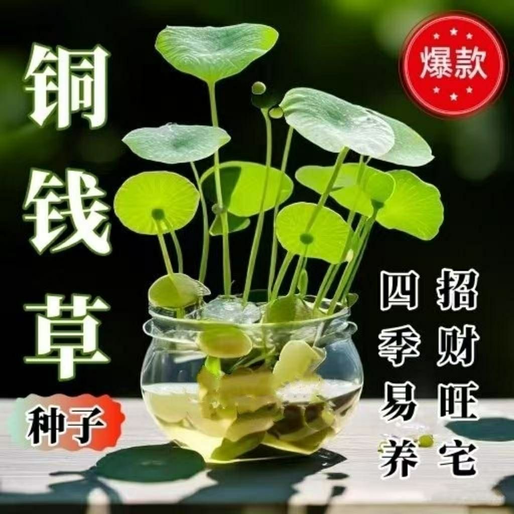 铜钱草种子小金钱草马蹄金种子阳台垂吊植物耐阴易种成活四季花籽