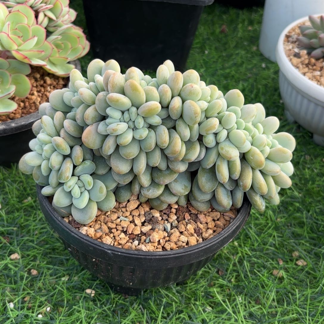 洛神缀888888888888