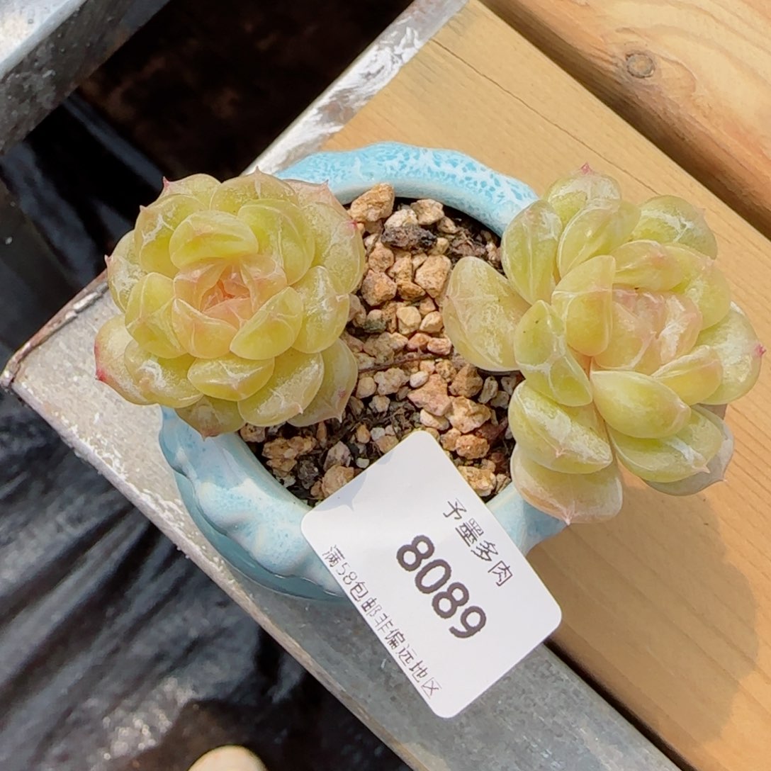 白恋，8089多肉植物