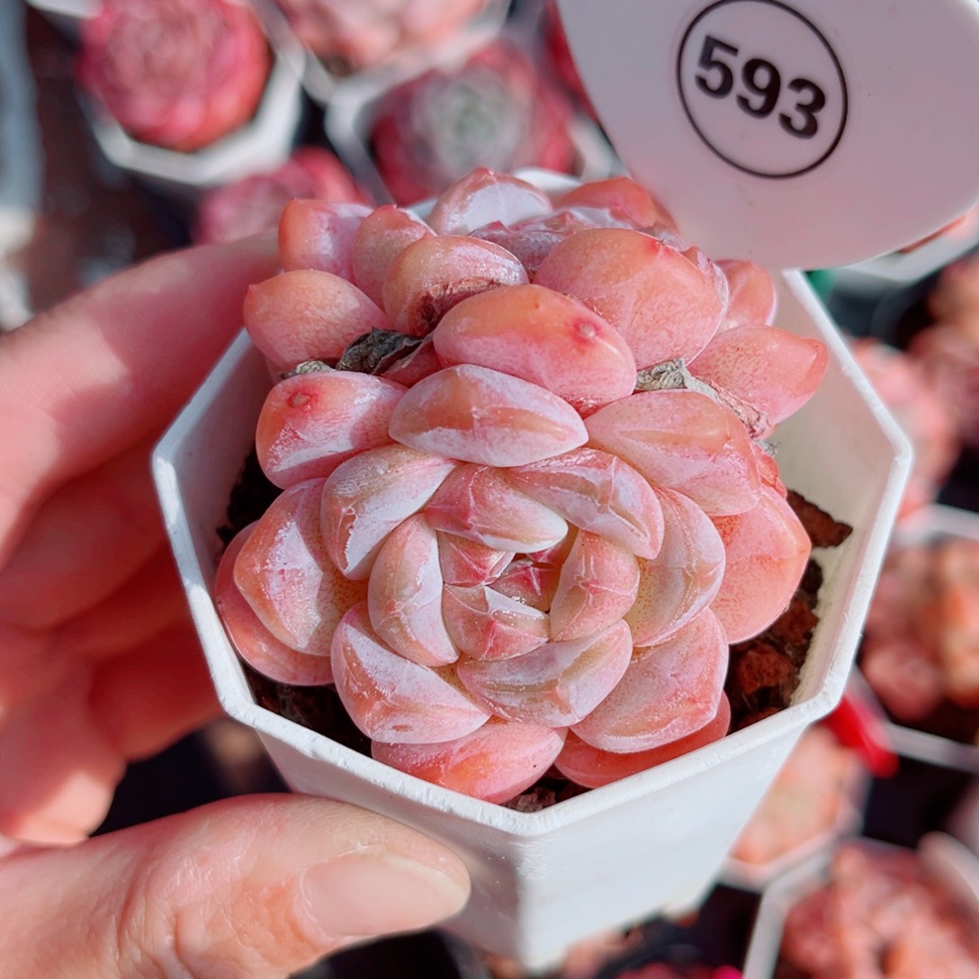 593号小老桩糖心双头