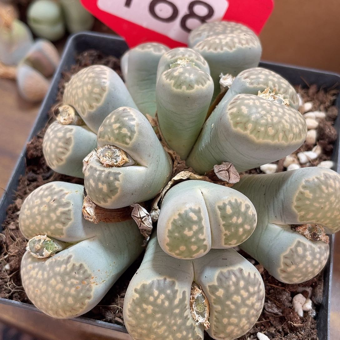 生石花一颗168000