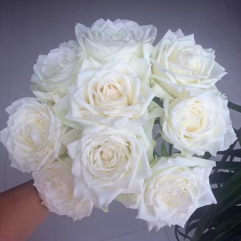 坦尼克 白雪公主 白色大花浓香切花月季花苗四季开花耐晒抗病