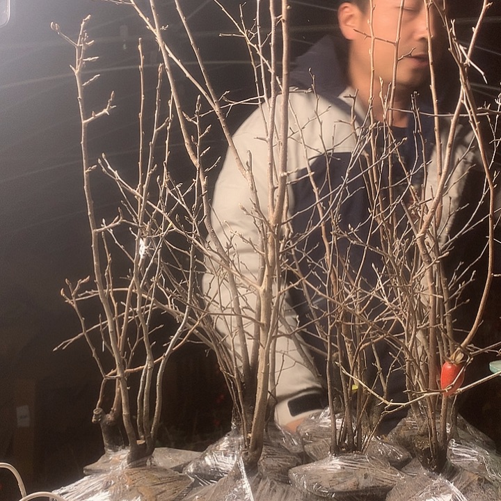无花朵老鸦的眼睛