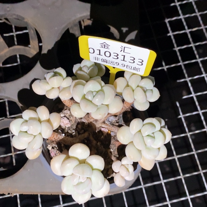 宋*徽福利多多，0103133