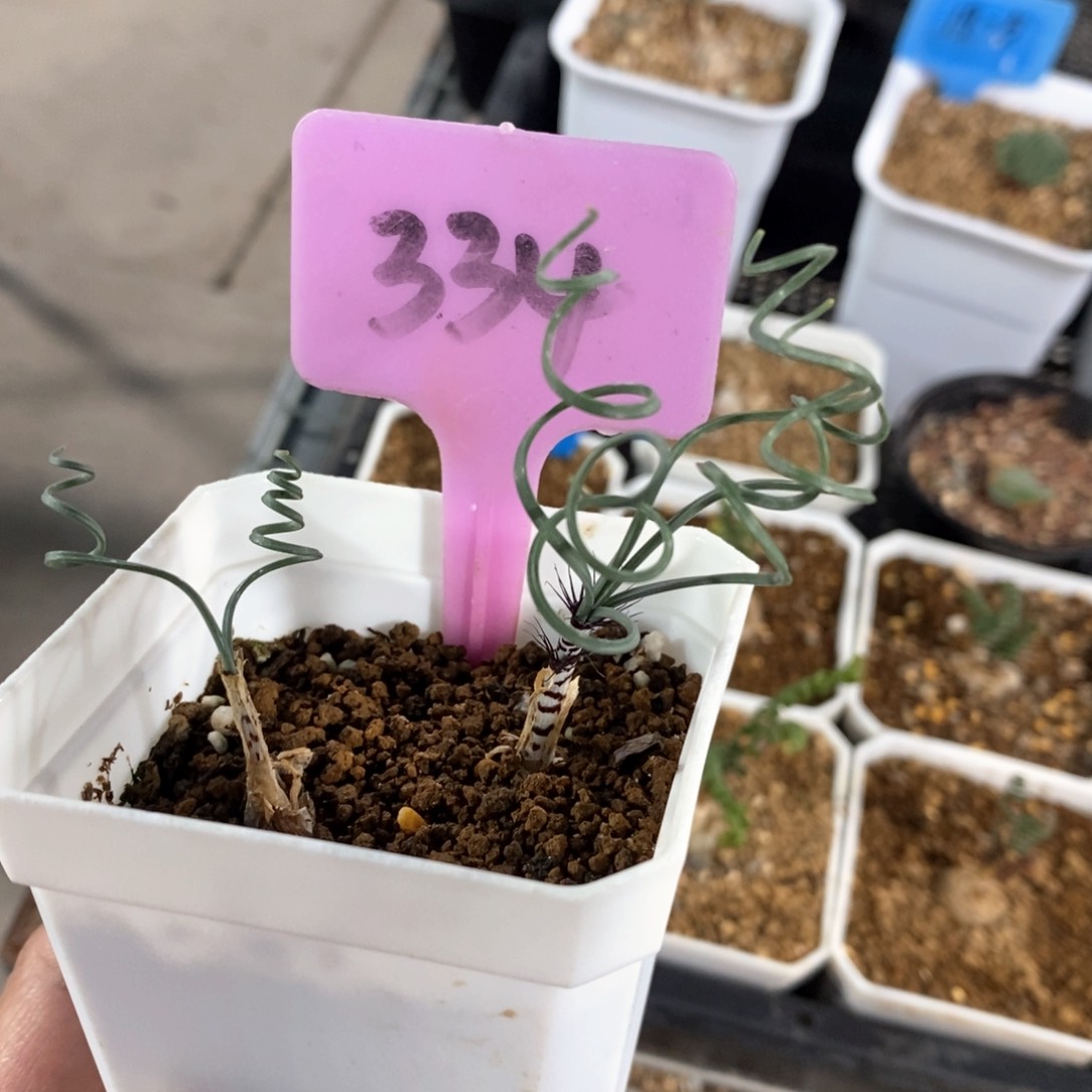 gv双叶翘弹簧草多肉植物