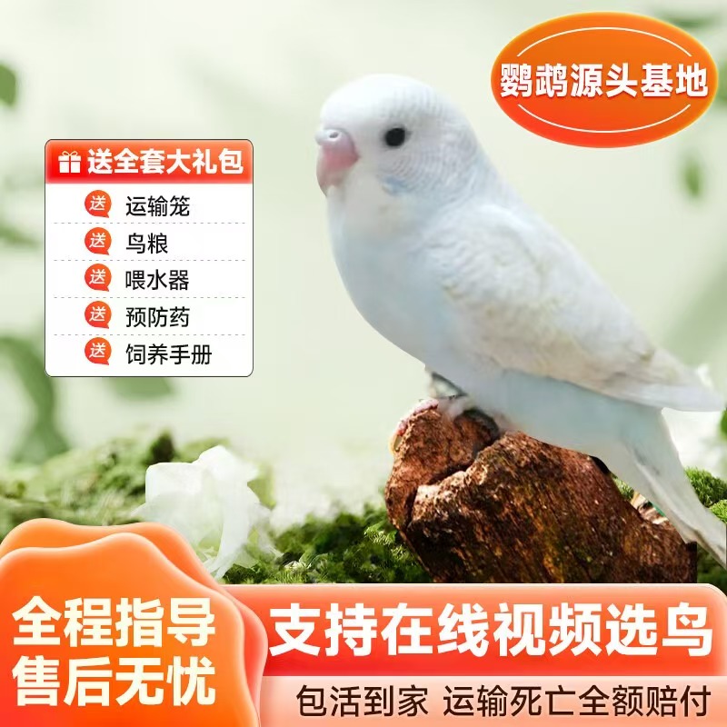 虎皮鹦鹉活体养殖厂直发健康活泼可爱