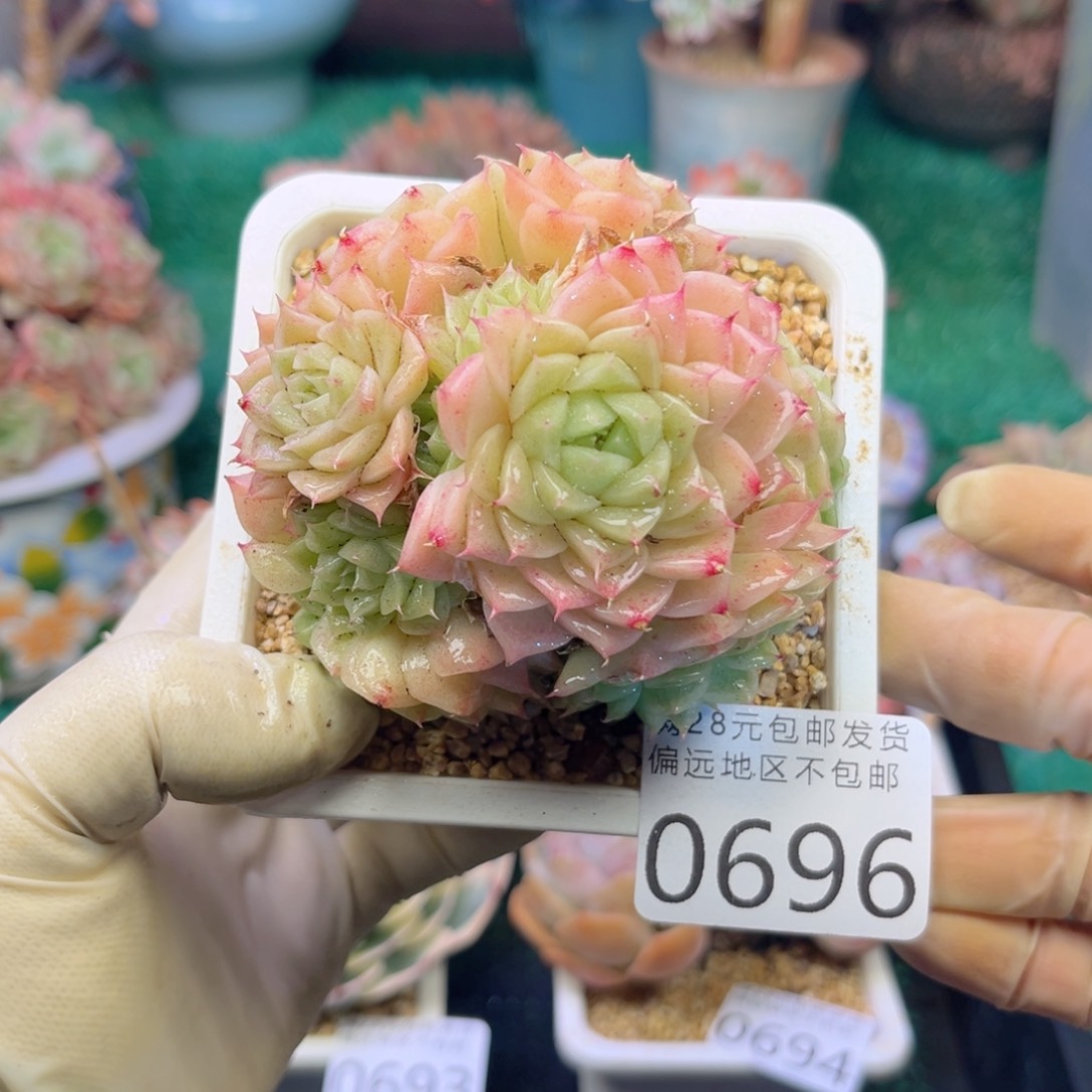 大0696，h d h x h c b b n