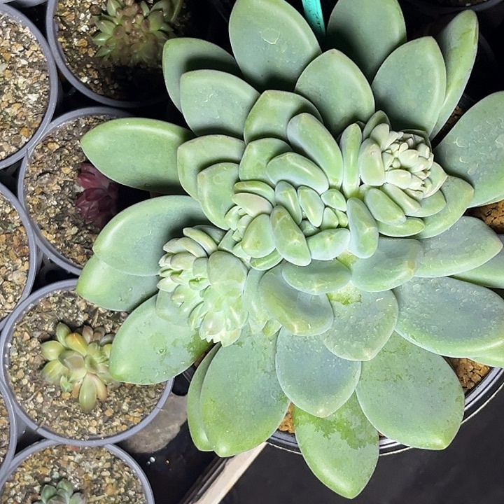 小***儿多肉植物x系母本330