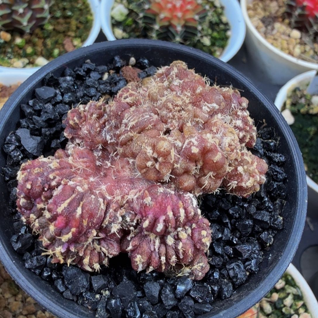 涛***声当前无花朵，栽培后可花朵