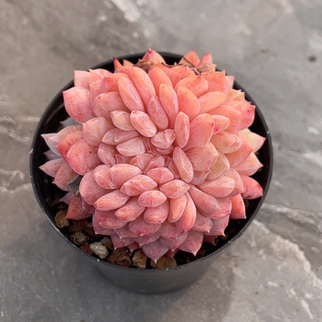 糖心布娃娃缀化6公分左右