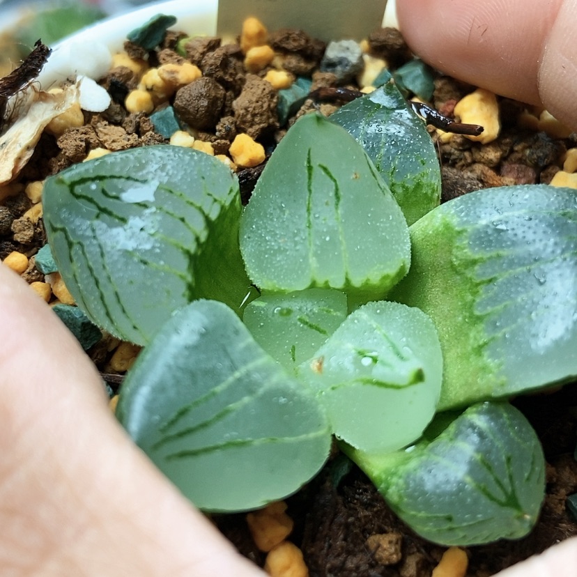 【闪购商品】虞美人3