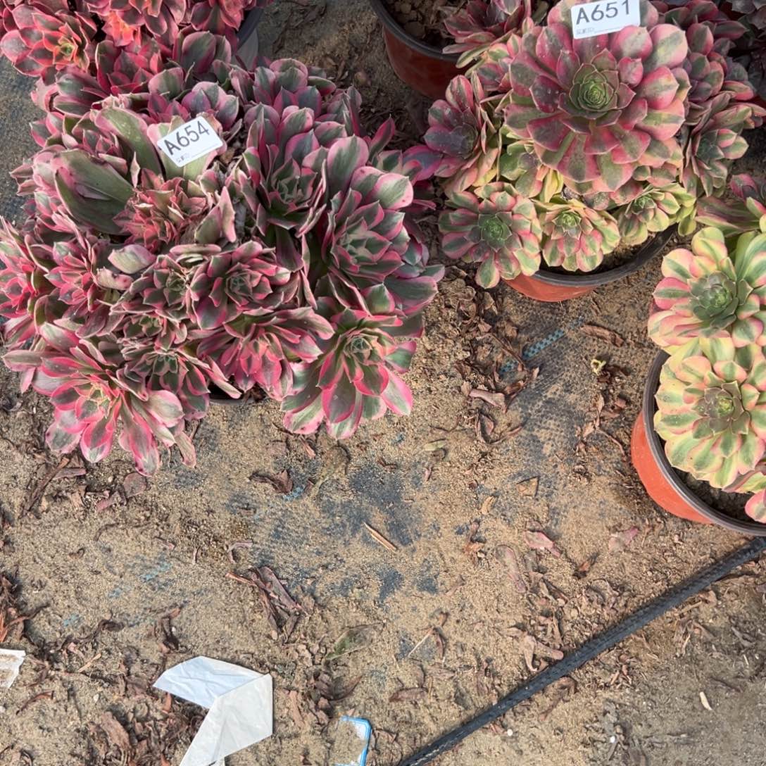 654妖月多肉植物法师多肉