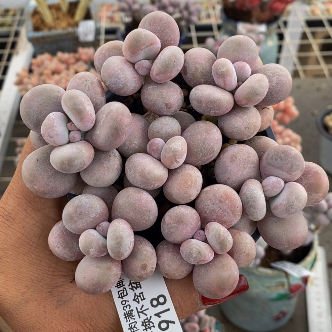 芭比奶酪918/10cm散