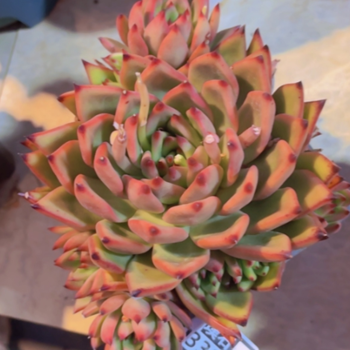 【闪购商品】超弗03320