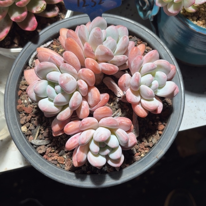 1232号4头香水老桩