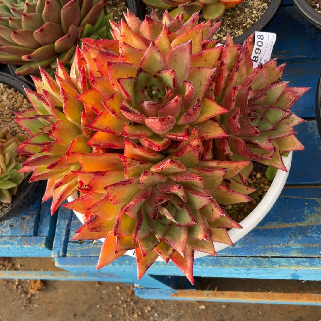 无花朵若如东云组拍B908