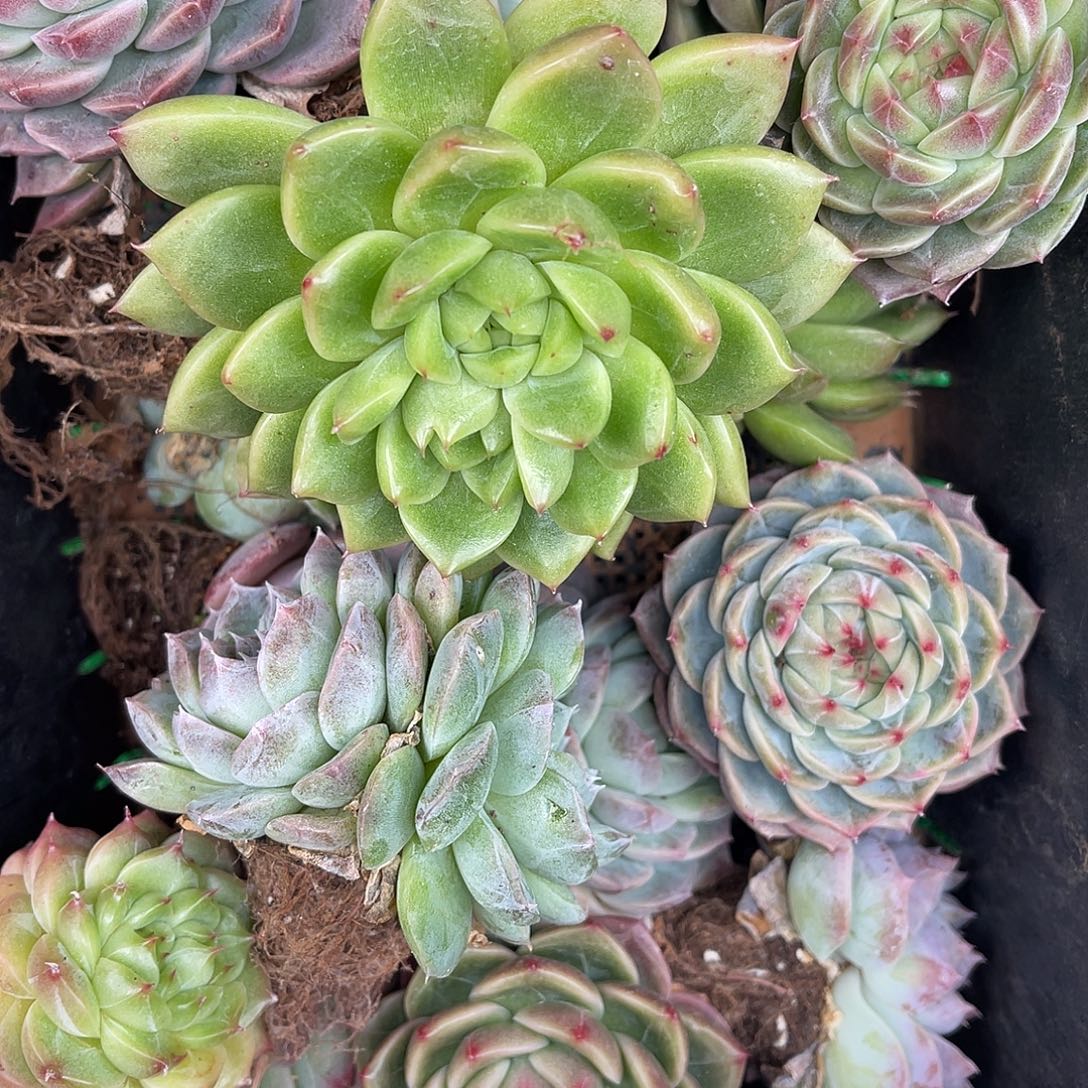 多肉一物一拍28-168