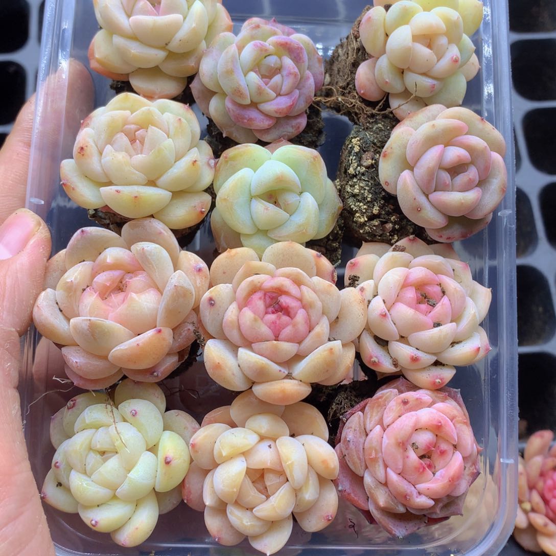 反反复复还是很开心069