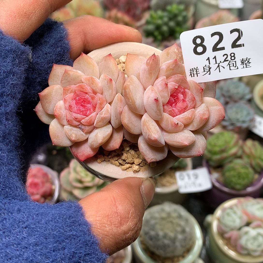 精控拇指盆11.28822