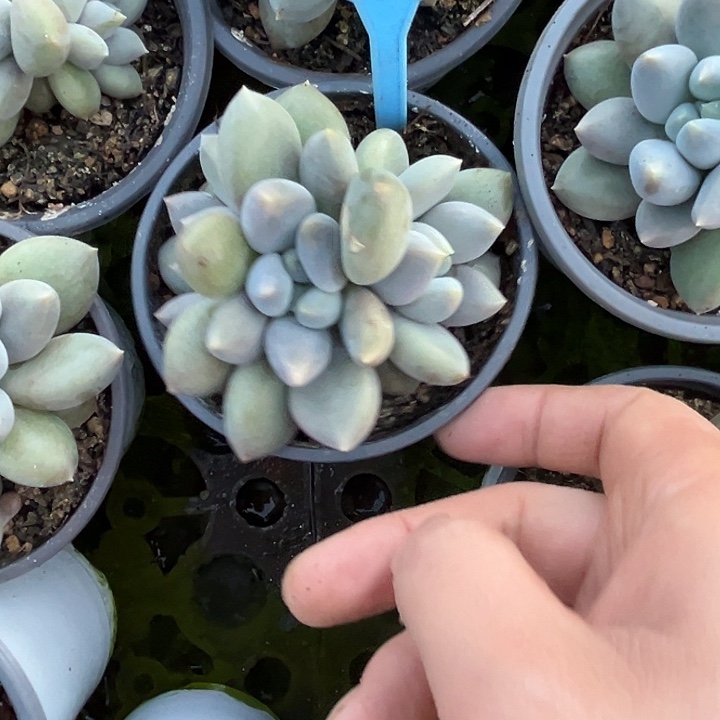 多肉植物胖体哥特093
