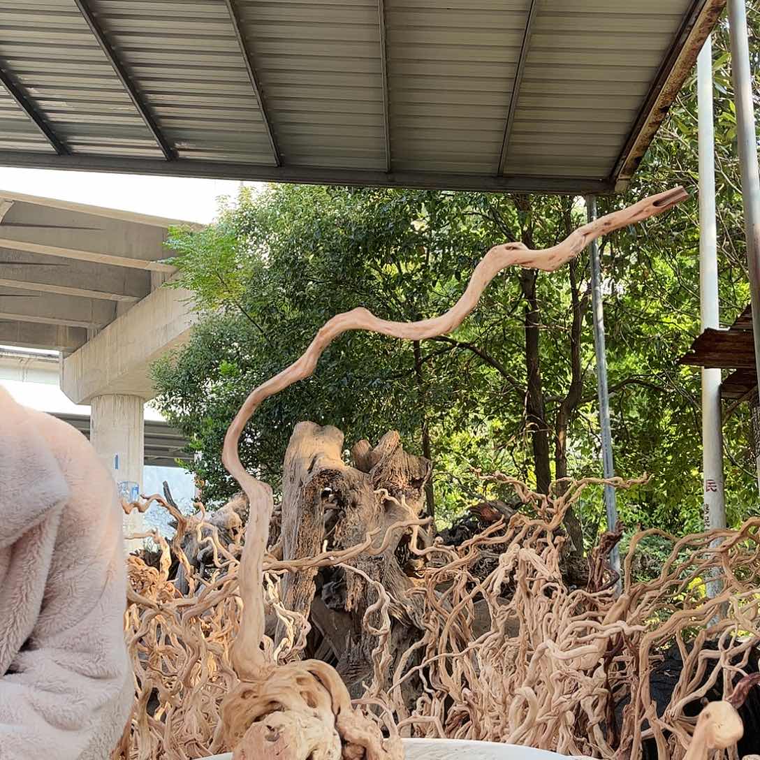 ****风木我是一只小小鸟地域鬼