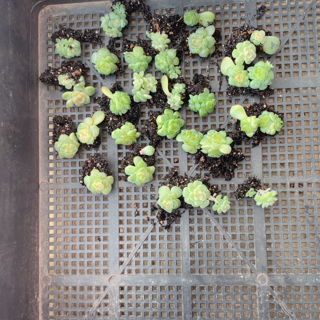 巾****珍妮混一物一拍122