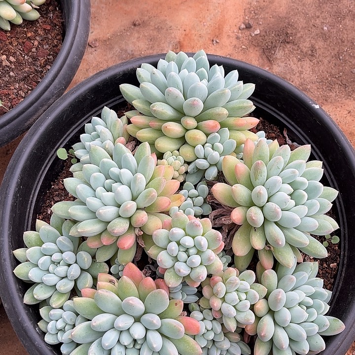 阿雅园艺。     6401奶糖