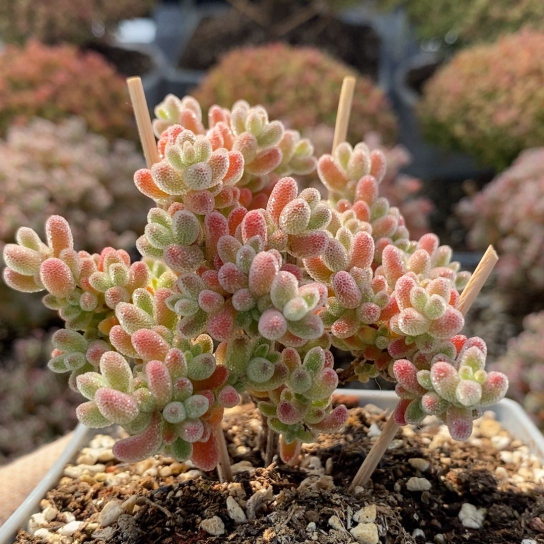 实生冰晶5362枝干番杏