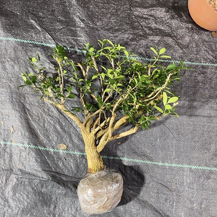 红***山无花朵Abundance can