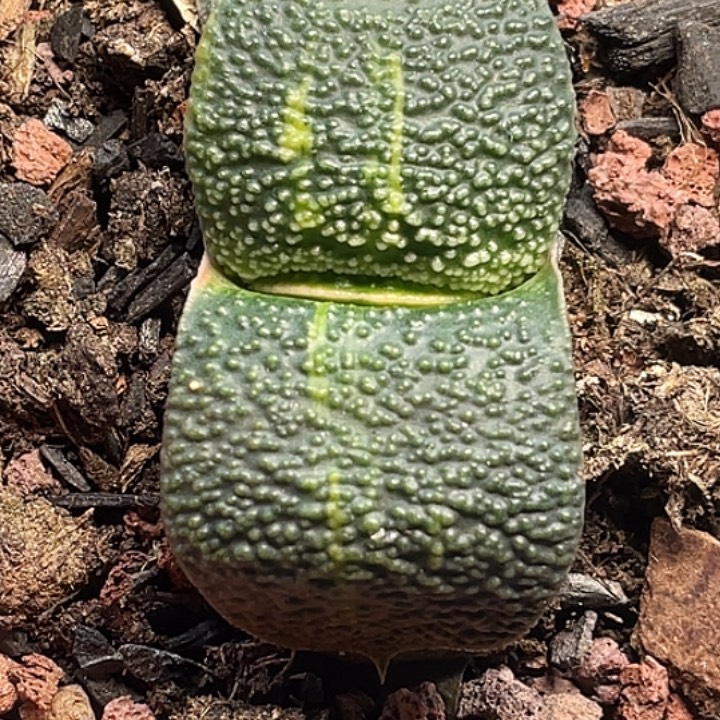 卧牛锦一物一拍3号