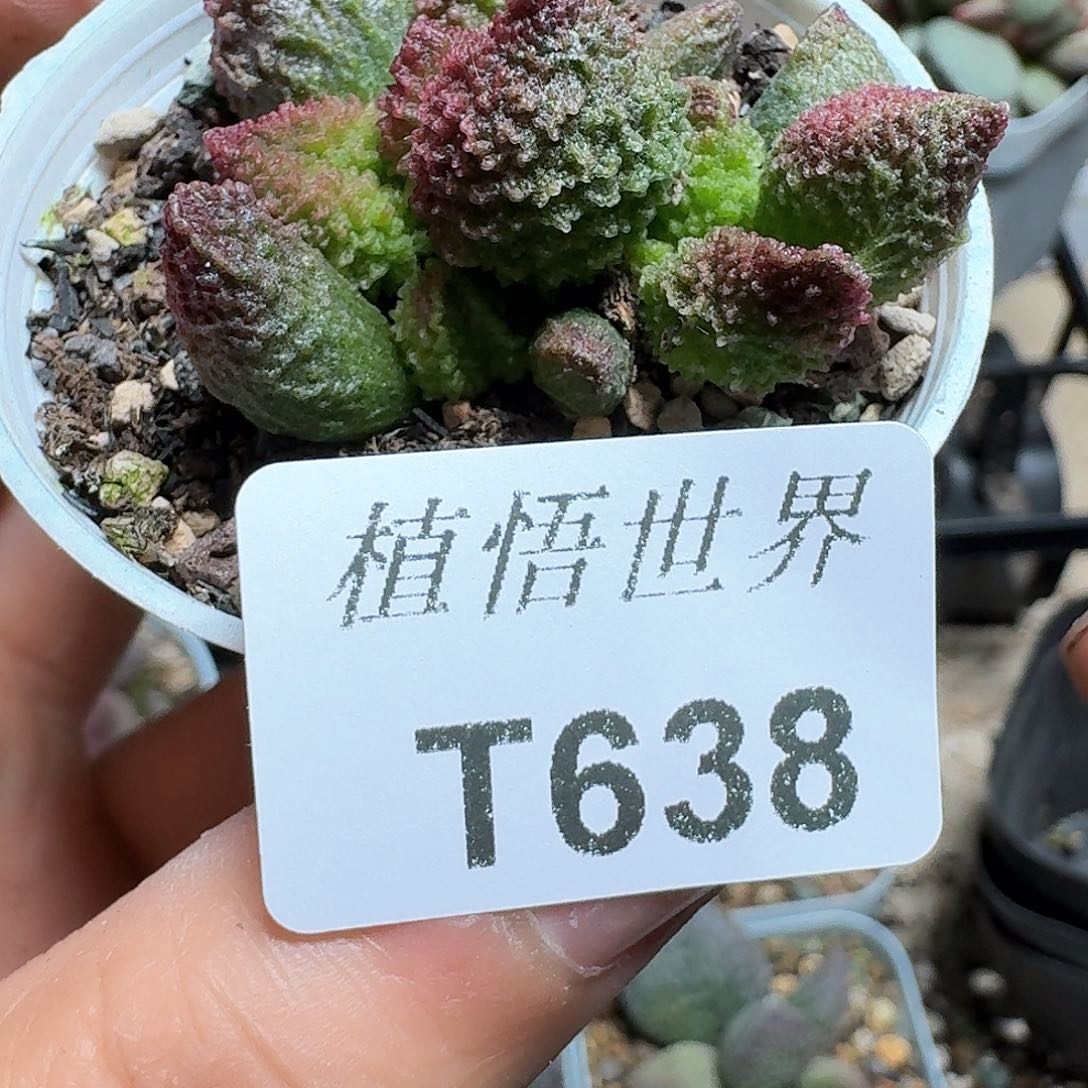 638盒多肉植物哇d c