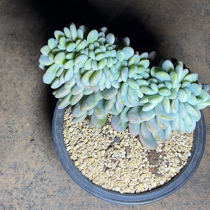 H***K洛神群生缀化多肉