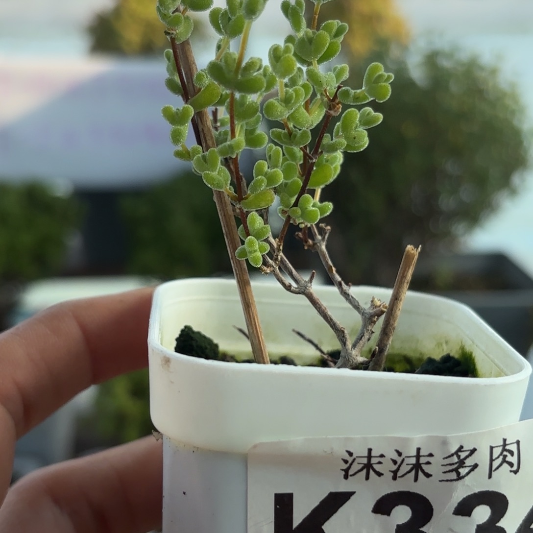 334黄金莱斯枝干福利