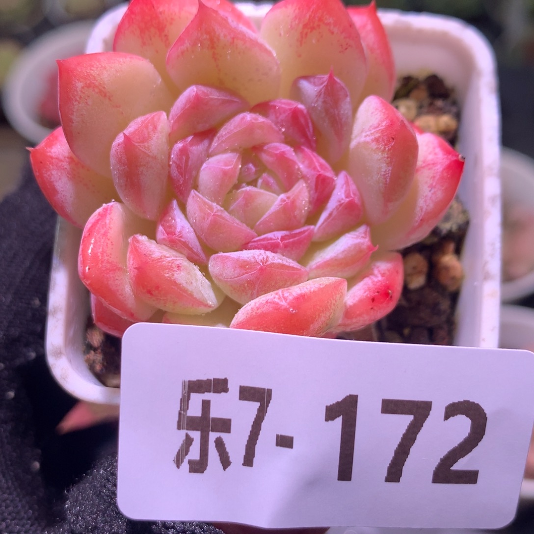 乐然 7-172 白桃汽水 